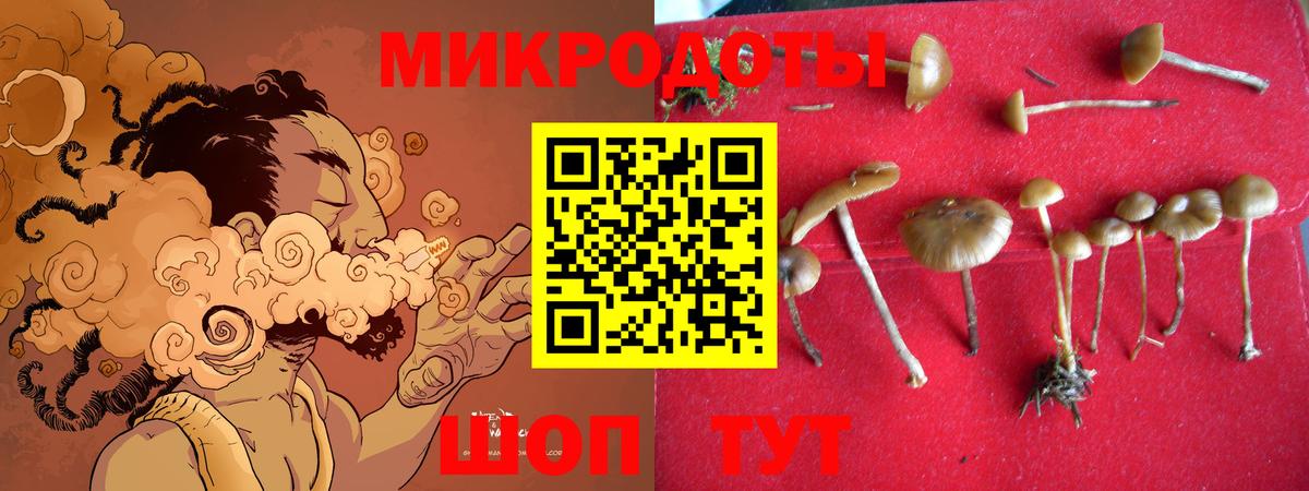 Псилоцибиновые грибы Psilocybe Кондопога