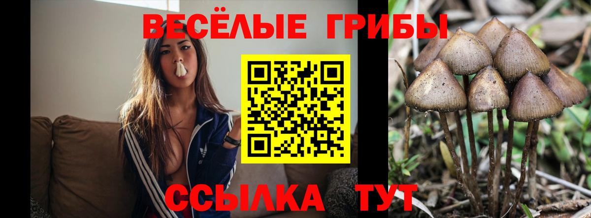 Галлюциногенные грибы прущие грибы  Псилоцибиновые грибы Psilocybine cubensis  Вход с VPN  где продают наркотики  Кондопога 